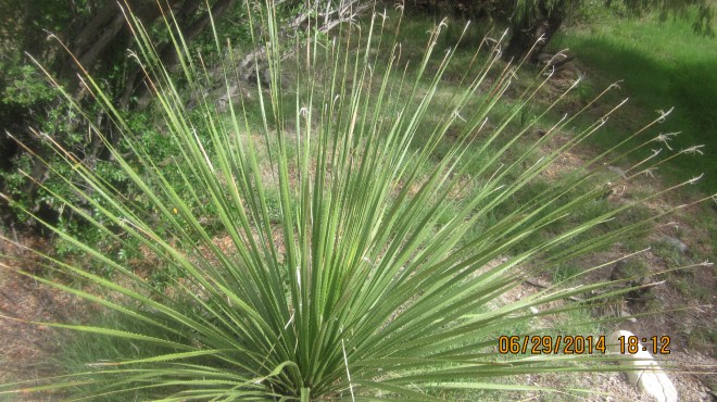 2014-06-29 18.12.45.jpg